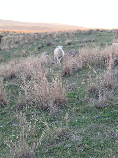 A ewe looking quizzically at you from a sloping paddock of short green & longer dry grass, the last golden rays of the day on the horizon behind.