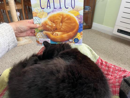 Trixie the fluffy black cat is curled up asleep on a patchwork quilted throw on my lap. I’m holding in front of her the instruction book for the game Calico, which has a ginger cat curled up asleep on a quilt on the cover
