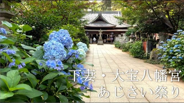 【季節散歩】「下妻市・大宝八幡宮」あじさい祭り｜Daiho Hachimangu Hydrangea Festival Walk, Ibaraki, Japan