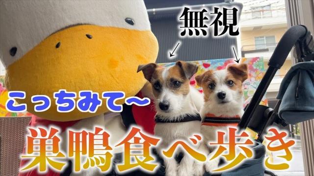 キャラクターにブチギレする塩対応な愛犬たち/ジャックラッセルテリア