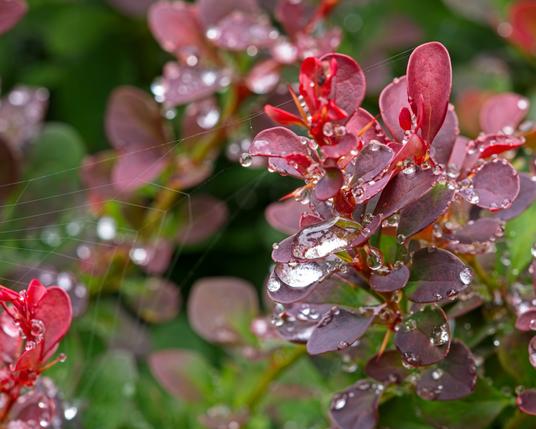 Rain drops and a cobweb adorn reddish leaves of a Japanese Barberry. A small shrubbery in the landscaping