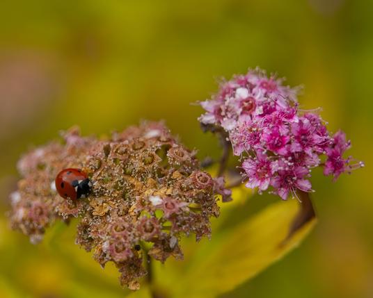 A Lady Bug inspects ageing pink blossoms