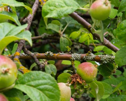 An apple tree sports much lichen, a little moss, and many little apples just starting to blush