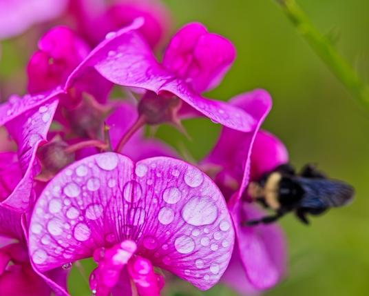 Brilliant pink Sweet Pea blossoms sport rain drops… and a visiting bumble bee just below the plane of focus