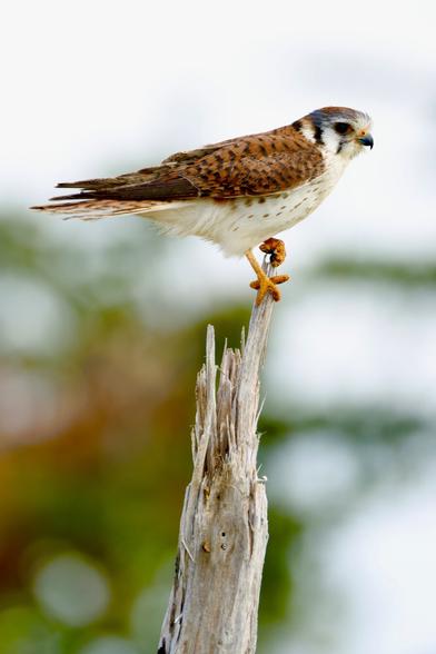 A small bird with lines on its face balances upon a vertical log.