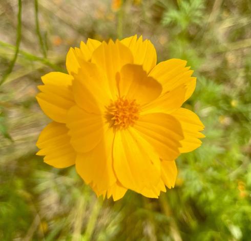 Yellow is nice the flower said