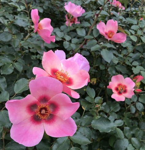 Roses stand out against the dark green of their leaves. Some in bud and others in full bloom, each flower consists of five petals the outer parts which are pink, then changing to magenta and deepest maroon at the centre where yellow anthers are visible. In a world where rose breeders try to obtain roses with ever more petals, it is refreshing to see one so simple.