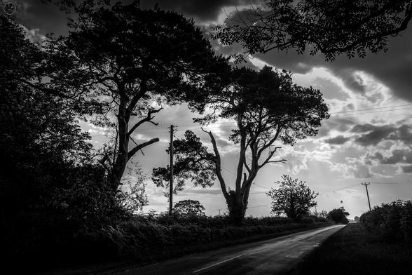 silhouette of trees against bright cloud scattered sky along country road
