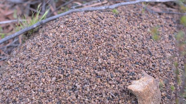 A "close as I will get" image of an ant's nest on the ground (they sting).  It is a mound of tiny pebbles (5mm max) about 50cm round and maybe 20cm high.  The rocks range in colour from black to pale brown.  It is incredibly neat, all other debris has been moved away leaving only the stones, like a zen rock garden.  A few ants are just visible near the centre - I wasn't agitating them to get more in the frame.