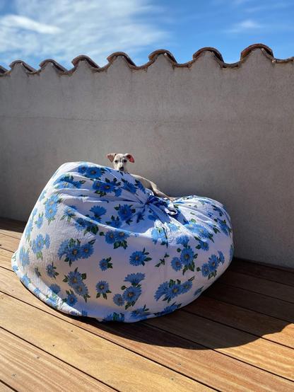 Light-coloured small dog on a huge bean bag on a sunny terrace.