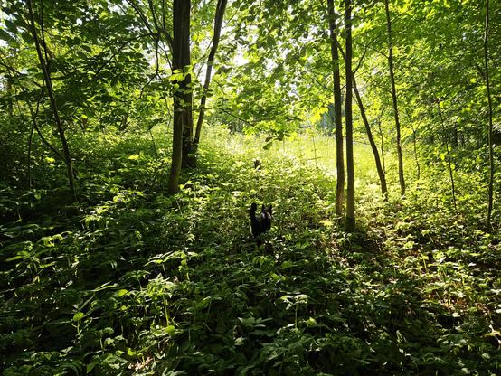 The morning sun sending warm rays through a thick layer of leaves, and over a lush undergrowth of raspberry bramble. In the middle of the picture a tiny black cat is walking towards the light.