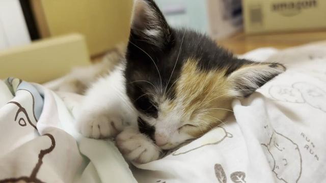 母猫が恋しい子猫を見ているとひのきの小さい時を思い出します。