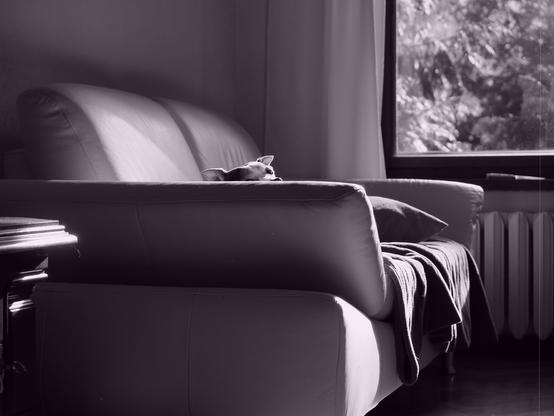 A small dog resting on a sofa, illuminated by natural light from a nearby window. The room features a draped curtain partially opened to reveal leafy trees outside. The scene is in a monochromatic color palette, enhancing the light and shadow contrast.