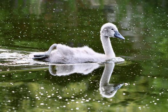 A young grey fluffy swan swimming on mirror like water with a perfect reflection