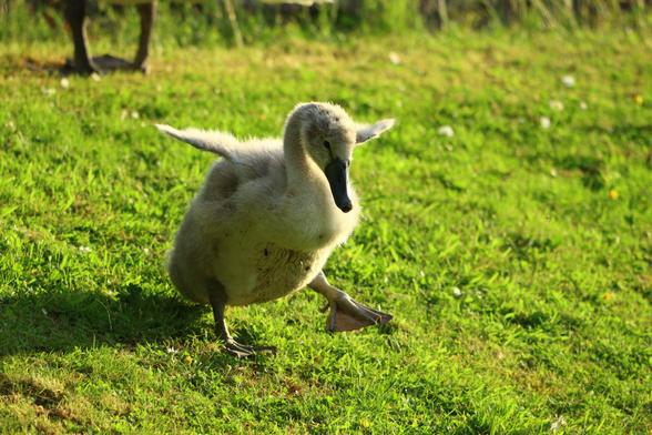 A young grey swan walking down a grassy slope with its wee wings outstretched and one foot raised. It looks very cumbersome