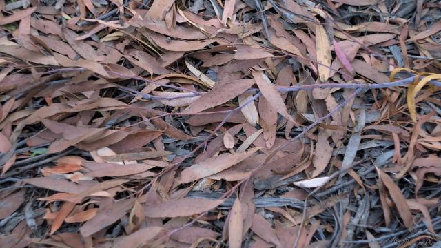 Dry and decaying gum leaves lay in loose disarray, a carpet that completely covers the ground.  Colours vary - faint pink, pale brown/beige, orange - with older leaves a decayed grey underneath.