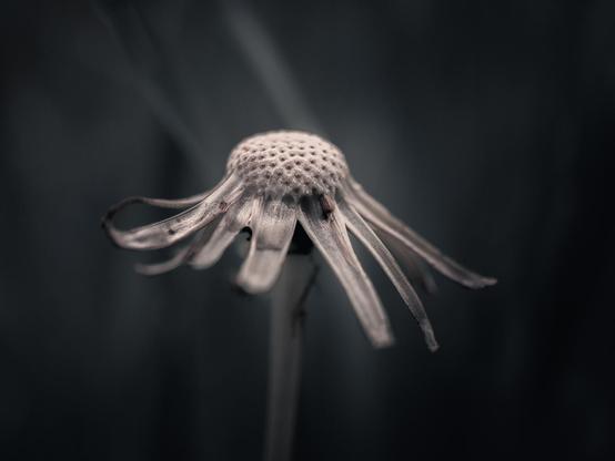 Pusteblume ohne Schirmchen. Dunkel und sehr farbgedämpft.