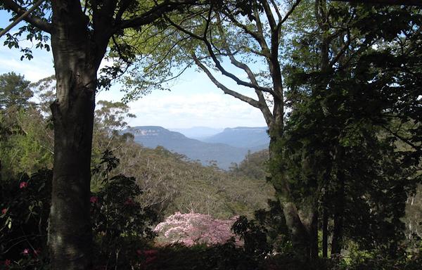 Looking out through a gap in tall trees over a valley to distant blue hills. The trees in the foreground are dark silhouettes; the light falls on a flowering tree in the middle ground, a pink patch in a sea of olive green tree tops.