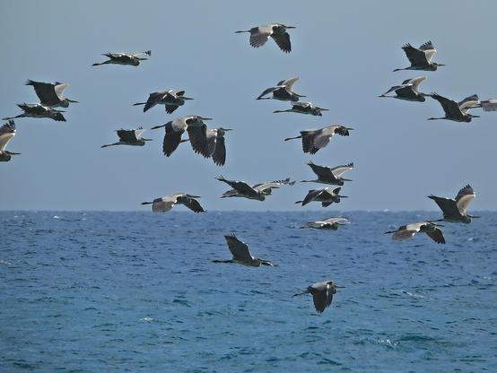 Un grupo de más de 20 garzas reales volando sobre el mar, se ve la línea del horizonte y el cielo azul. Las aves están en distintas posiciones de vuelo y lucen distintas gamas de gris en sus plumas, las patas recogidas hacia atrás más largas que la cola y el largo cuello también recogido procurando un perfil aerodinámico.

Si estás leyendo este texto es porque tienes dificultades de visión y espero que te haya ayudado a ver la imagen. Si no ha sido así, te agradecería los comentarios.
Si lo has leído aunque ves la imagen sin problemas recuerda que debes poner un texto alternativo en tus archivos multimedia para que todo el mundo pueda disfrutarlos.