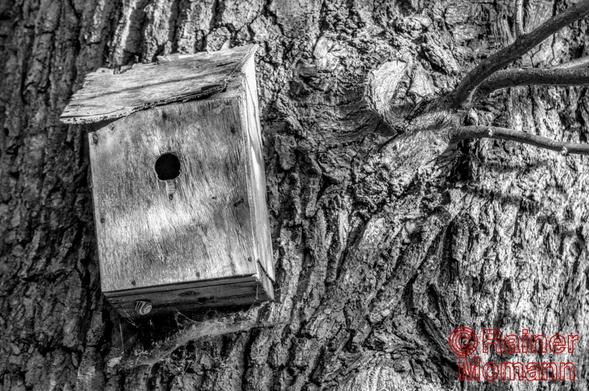 Schwarzweißfotografie im Format 3:2 Landscape.
An einem Baum, mit grob gefurchter Rinde, hängt ein etwas verwitterter Nistkasten. Die Szene wird durch starken Sonnenschein, durch das Blätterdach des Baumes, unregelmäßig beleuchtet.