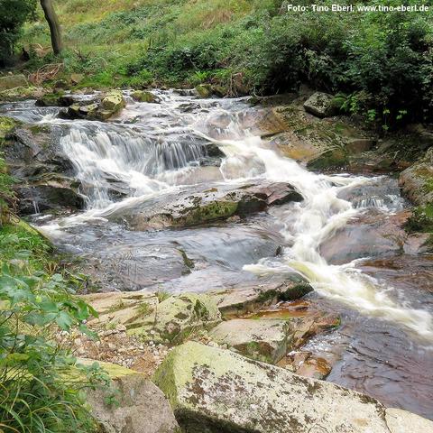 Wild fließende Bode ergießt sich in kurzen Stufen über breite, abgeflachte Sandsteinfelsen; Wasserwirbel und glatte Stromschnellen bilden helle, schaumige Spitzen und weiche Strömungsschatten. Ufernah liegen großformatige Blockfelsen mit grünlichen Flechten, feinem Kies und bewachsenen Spalten. Zwischen den Gesteinsplatten fließt das Wasser leicht bräunlich getönt. Im Hintergrund rahmen dichtes Ufergebüsch und hohe Laub- und Nadelbäume die Kaskaden, darüber zeichnet sich sanft ansteigender Hang mit vielfältiger Kraut- und Strauchvegetation ab.
