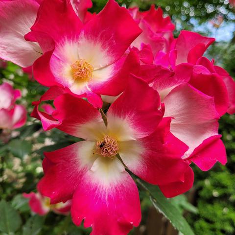 Voll aufgeblühte rote Heckenrose