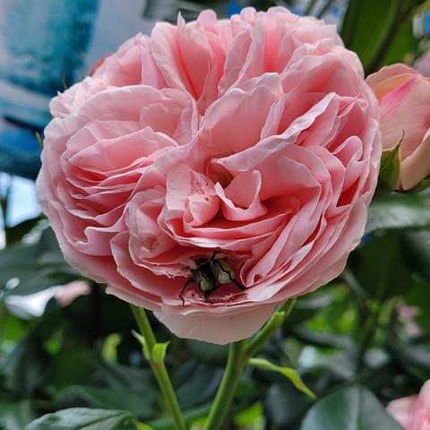 Rosa gefüllte Blüte mit Käfer