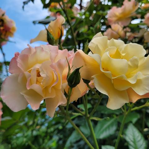 Gelbe Rosen