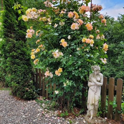 Ganzer Busch gelber Rosen und Statue davor