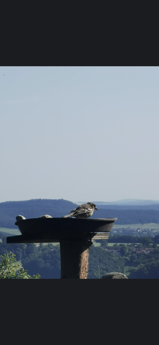 Ein Vogel (Buchfink?) sitzt am Rand einer Vogeltränke.