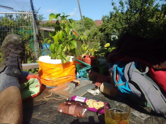 A breakfast of sweet biscuits and dryish cider on the allotment