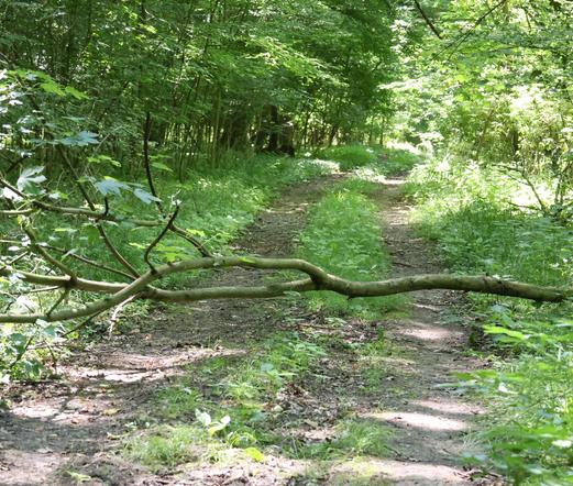 Ein kleiner Baum liegt über einen Waldweg.
So wird im Wald ein Weg gesperrt.
Matzework