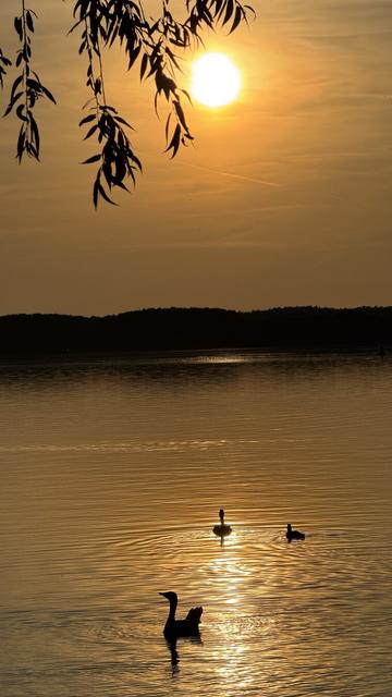 Gegenlichtaufnahme, Gänse auf Zierker See