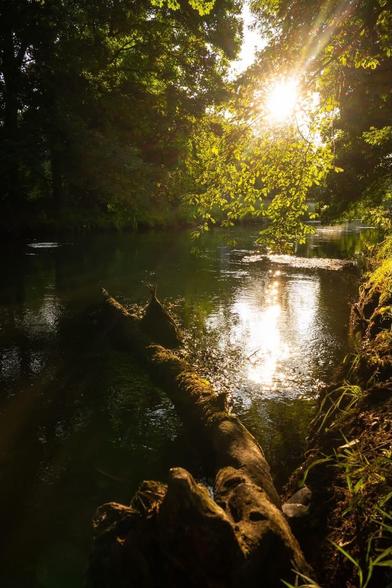 Ein großer Ast liegt in einem eines kleinen Fluss, über dem Wasser hängen die Äste der Bäume die rechts und links am Ufer stehen. Die Sonne scheint durch die Bäume und taucht die Szene in ein schönes Licht.
