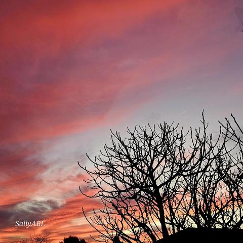 Colour photo looking above a rooftop to a sky filled with deep, rich orange red sunset colours reflected on clouds. Bare tree branches on the right pierce the sky.