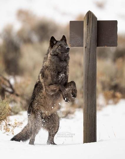 Wolf in the snow standing on their 2 back legs looking at a wood sign.