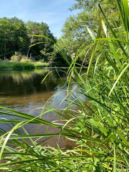Langsam fließender Fluss "Nahe", die Sonne scheint und es spiegelt sich der blaue Himmel als Kontrast zum braun wirkenden Wasser. Die Flussufer sind unbebaut und blaue Libellen sind im wassernahen Gras unterwegs. (Foto geschossen mit Fairphone 5)