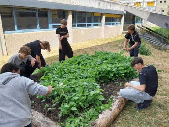 Quand les élèves cultivent leur avenir | Un potager à l’EnK, le restaurant pédagogique du lycée Louis-Bascan, à Rambouillet (78).