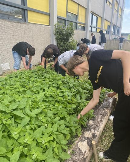 Quand les élèves cultivent leur avenir | Un potager à l’EnK, le restaurant pédagogique du lycée Louis-Bascan, à Rambouillet (78).