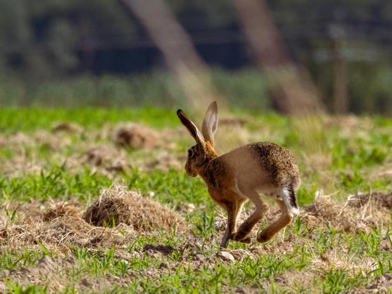 Un lièvre d'Europe en train de courir dans un champ fauché avec des herbes de repousse