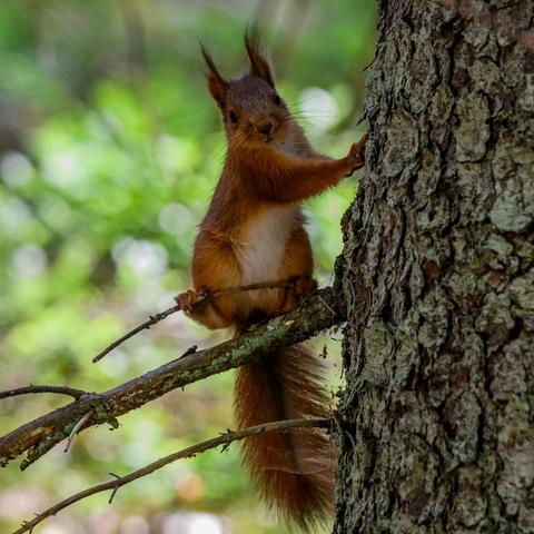 A square photo of a red squirrel, sitting in shadow upright on a small twig growing out from a larger branch, next to the trunk of a spruce tree to the right. the squirrel is facing the camera and looking at it, and its front paws are leaning against the trunk of the tree.

The background is out of focus, showing patches of green, white and some brown, suggesting smaller vegetation and ground on a sunny day.