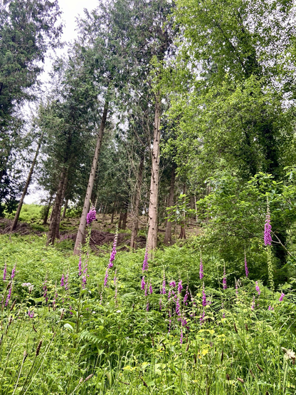 A woodland scene with trees and foxgloves.
