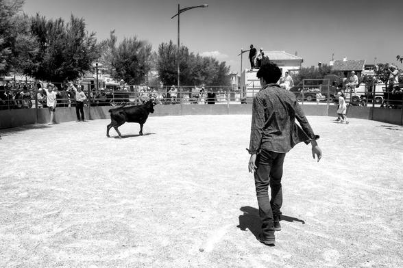 Course camarguaise de vachettes