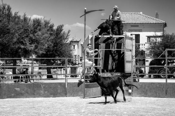 Course camarguaise de vachettes