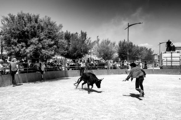 Course camarguaise de vachettes
