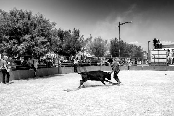 Course camarguaise de vachettes