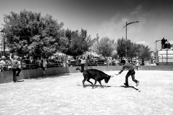 Course camarguaise de vachettes