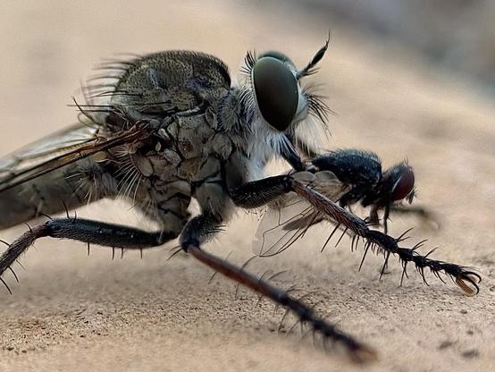 Eutolmus rubibarbis is a predatory fly capable of capturing prey such as wasps or dragonflies, but in this case it captured a common fly. There was little light and my son helped me with the flashlight of his iPhone.