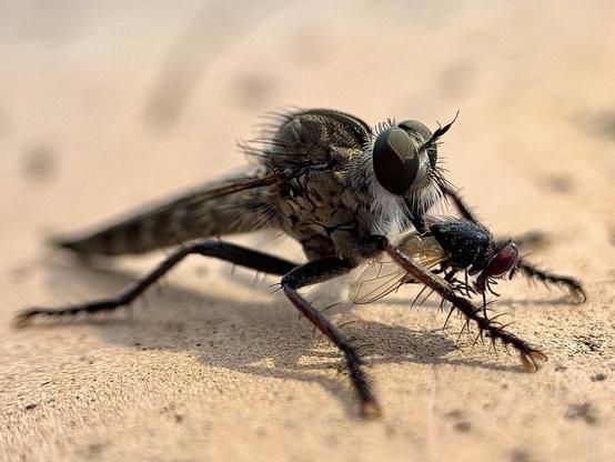 Eutolmus rubibarbis is a predatory fly capable of capturing prey such as wasps or dragonflies, but in this case it captured a common fly. There was little light and my son helped me with the flashlight of his iPhone.