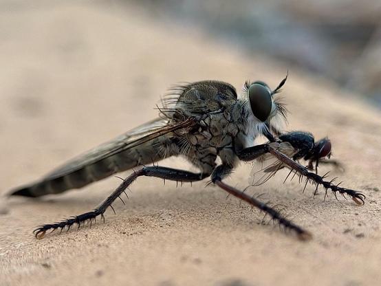 Eutolmus rubibarbis is a predatory fly capable of capturing prey such as wasps or dragonflies, but in this case it captured a common fly. There was little light and my son helped me with the flashlight of his iPhone.